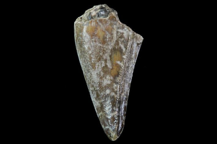 Albertosaurus Premax Tooth - Alberta (Disposition #-) #67608